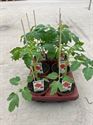 Afbeelding van Tomaat Cocktailtomaat Bio (phytophthora resistent)